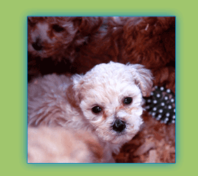 Puppy picture